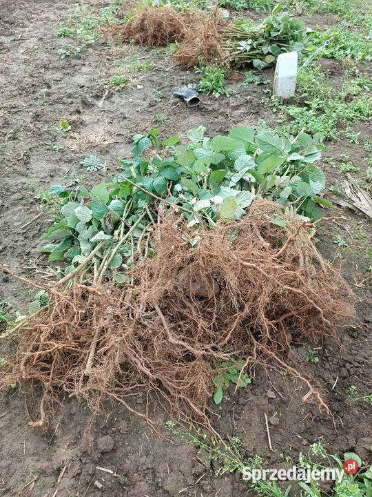 Sprzedam sadzonki malin letnich podkarpackie