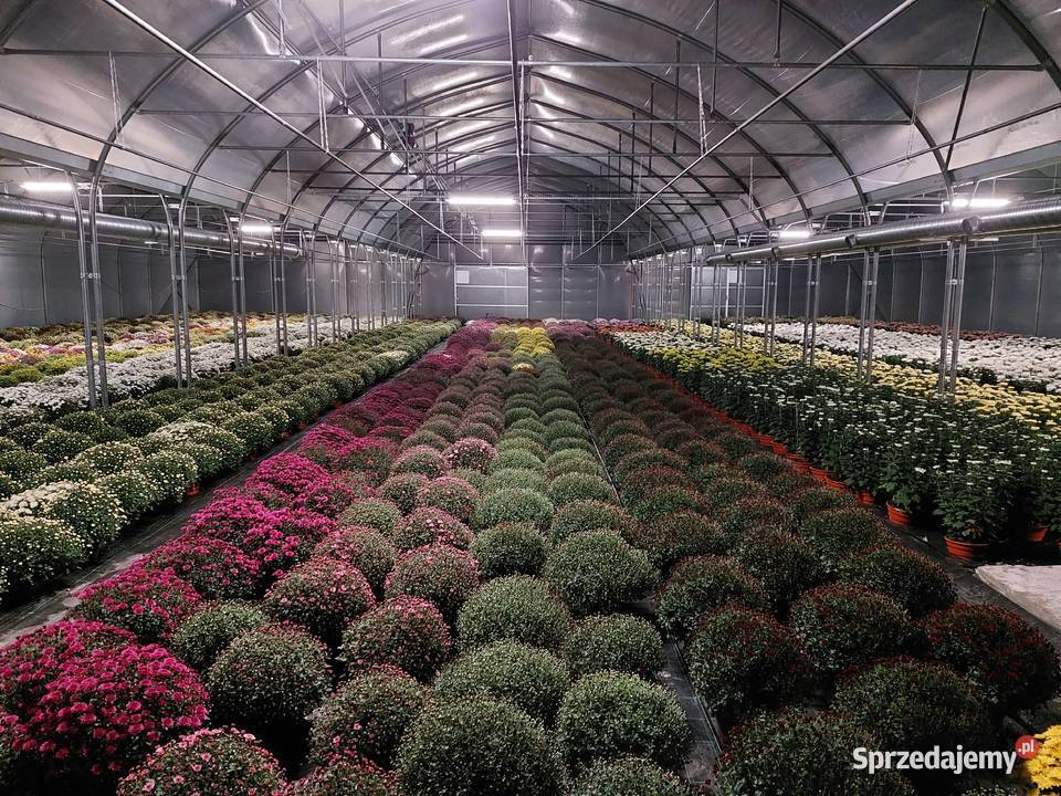 CHRYZANTEMY DROBNE I WIELKOKWIATOWE Sochaczew sprzedam