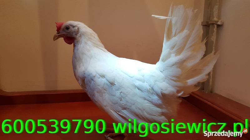 Kura Tetra nioska biała leghorn super nioski