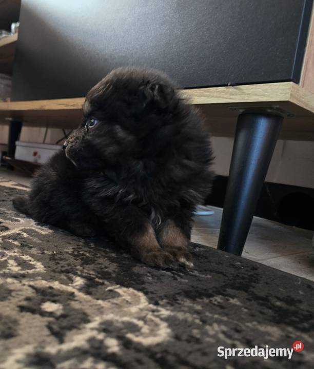Szpic pomeranian małopolskie Tarnów sprzedam