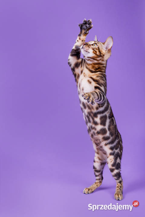 Bengal Rzeszów sprzedam