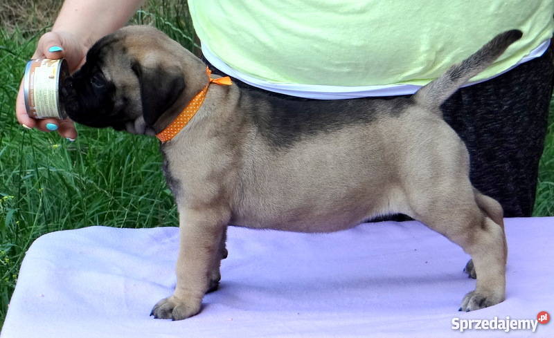 Szczeniaki BULLmastiff małopolskie