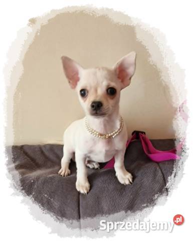 Chihuahua kremowo biały piesek Aramis Częstochowa