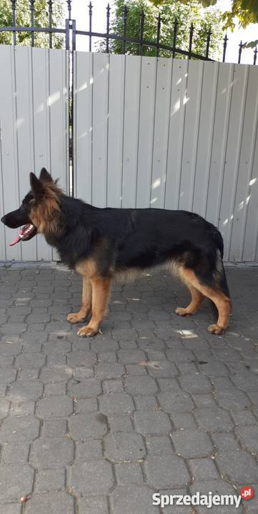 Suczka owczarka niemieckiego 11 miesięcy