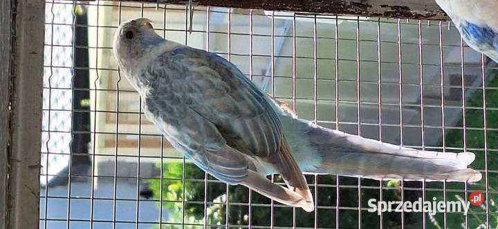 Rozella białolica niebieski pastelowy Opole