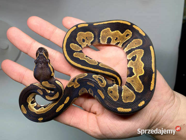 Pyton królewski 3 miesięczna samica Black Head dolnośląskie