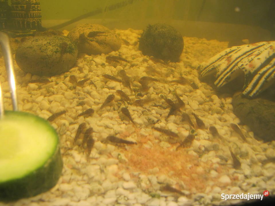 Młode glonojady Toruń