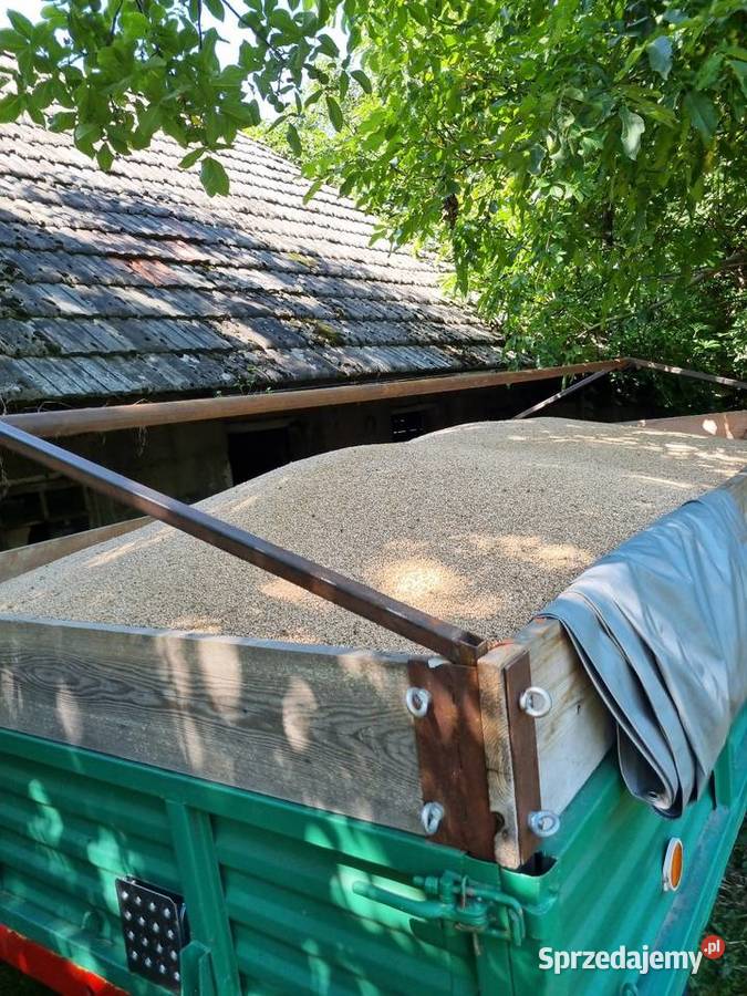 Pszenica ozima i owies w workach 30