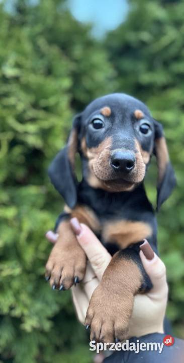 Jamnik standard piesek czarny podpalany z Dąbrowa Górnicza