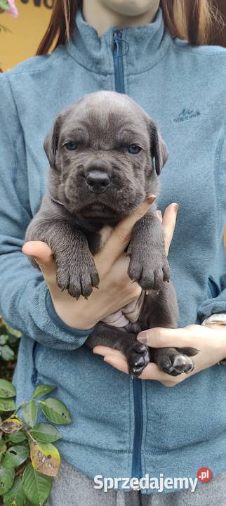 Cane Corso FCI Cane Corso wielkopolskie Nowojewo