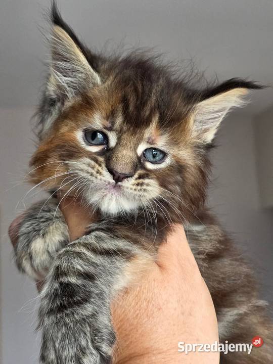 Kociaki maine coon okazja małopolskie Kraków