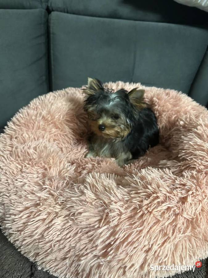 Yorkshire Terrier York Wrocław