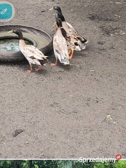 Kaczory biegusy indyjskie Miechów