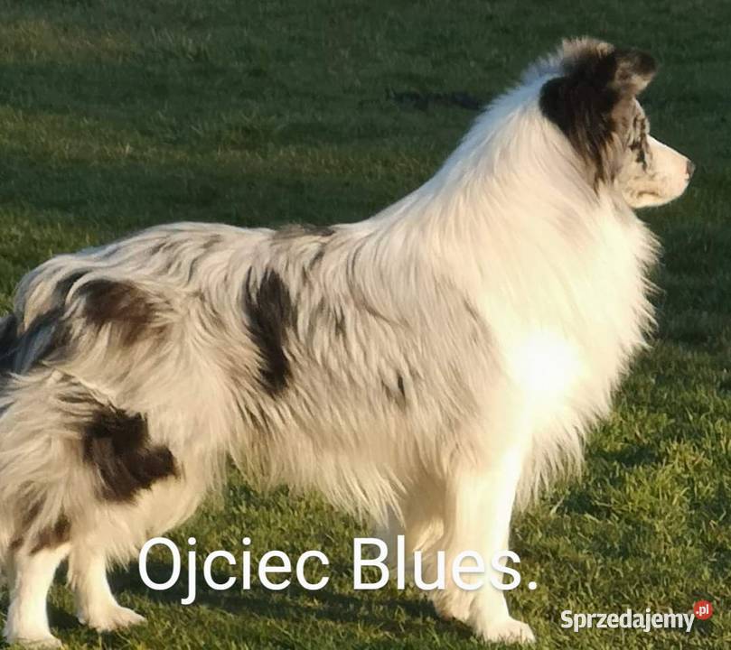 Border collie FCI dwie suczki Brzeg
