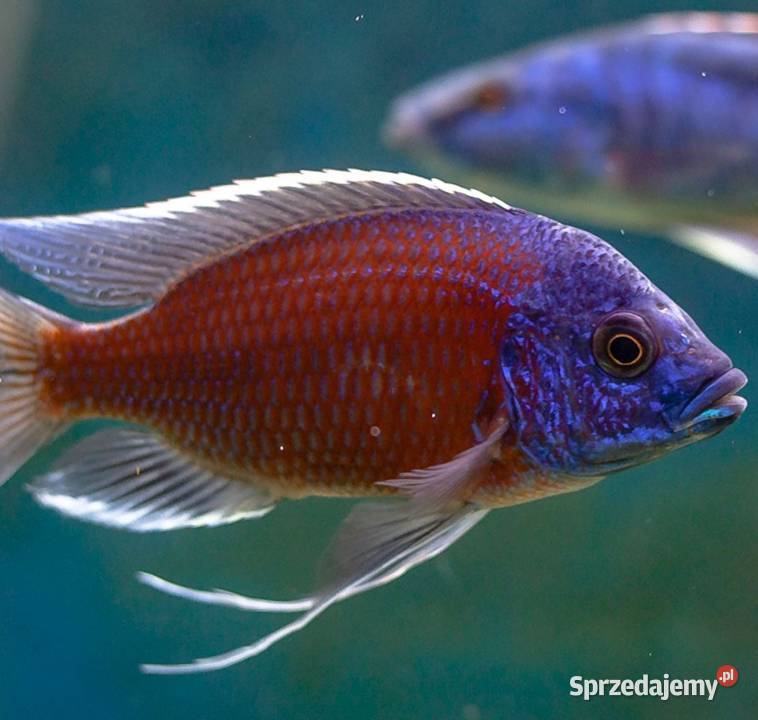 Pyszczak Borleya Copadichromis borleyi Pyszczaki