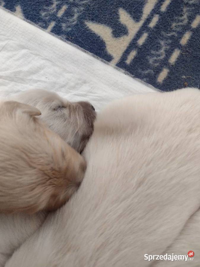 Golden Retriever szczeniaki ZKwPFCI suczka Wieluń