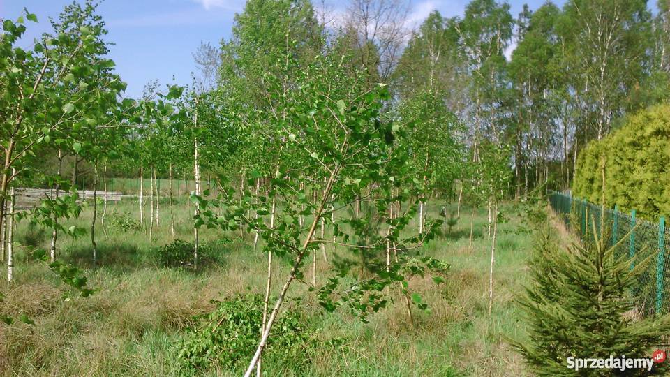 Działka budowlana Tomaszów Maz Ciebłowice Duże 54m Ciebłowice Duże sprzedam