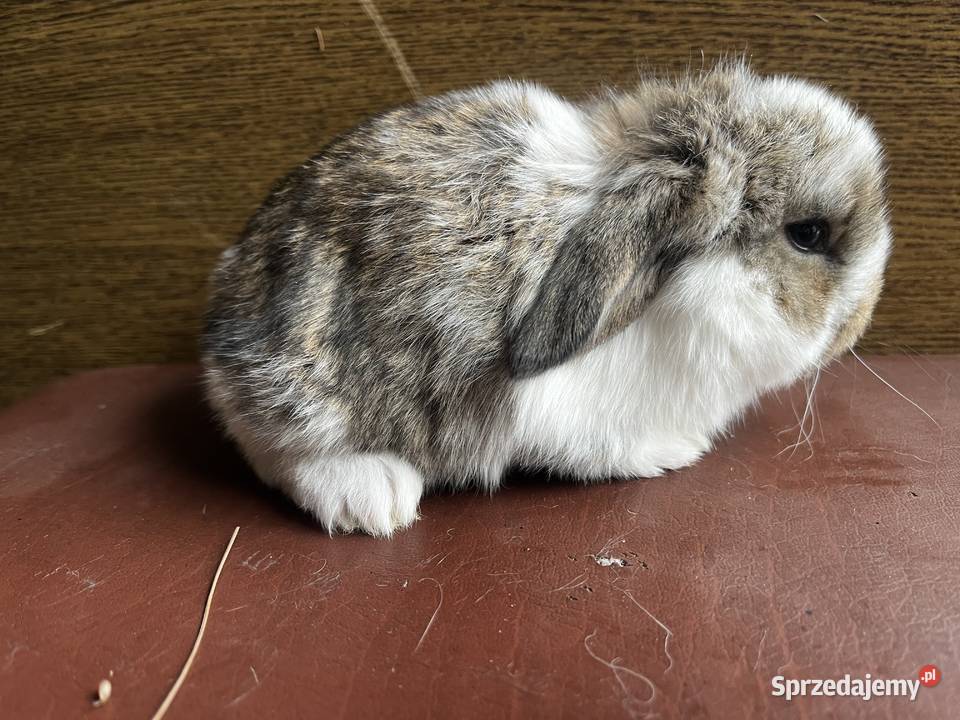 Baran Francuski króliki Gryzonie Kotuń