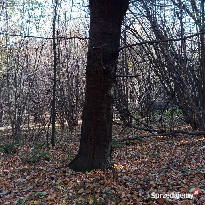 Sprzedam działkę rolną 92ar pod inwesty działka Żerosławice sprzedam