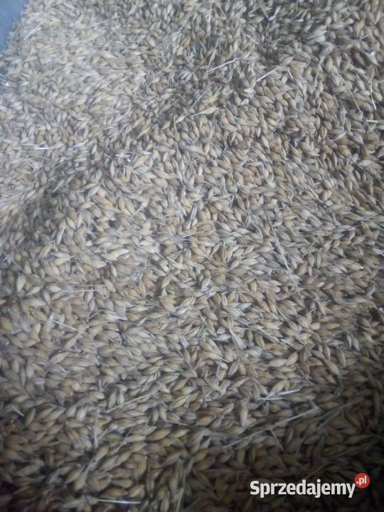 Jęczmień ozimy pszenica transport workowane małopolskie