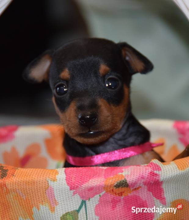 Pinczer miniaturowy szczenięta Zkwp fci Łochów