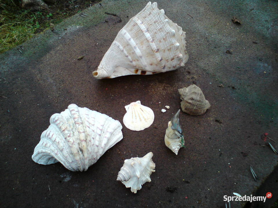 Muszle muszelki morskie i z oceanu inny kolor Aleksandrów Łódzki