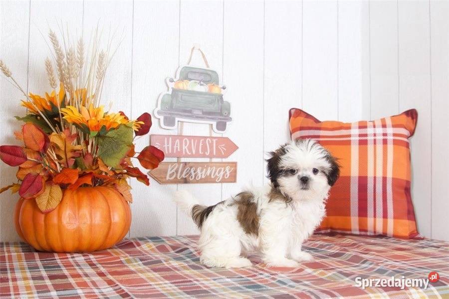 Śliczne szczenięta Shih Tzu z rodowodem mini