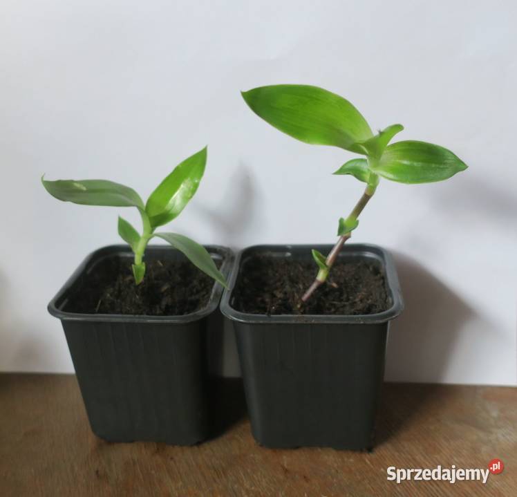 Złoty wąs Callisia Fragrans Pruszków