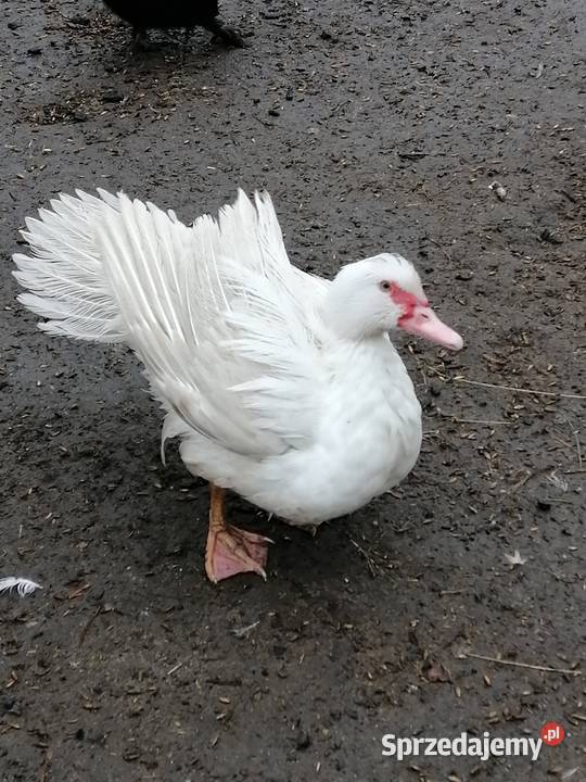 Kaczka francuska kaczor młode duże Granowiec