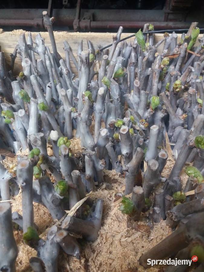 ukorzenione sztobry winorośli Lublin