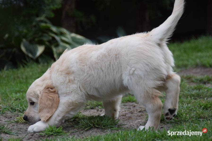 Golden retriever szczenięta ZKWP FCI Łochów