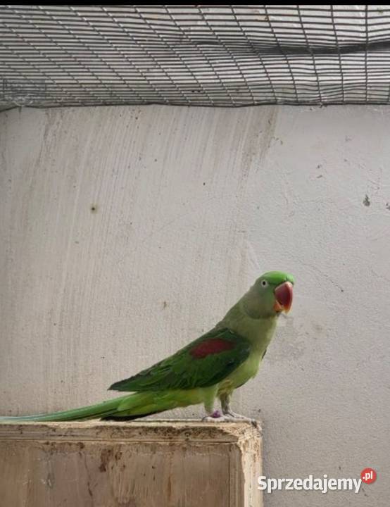 Aleksandretta wielka śląskie Częstochowa