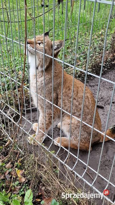 Ryś euroazjatycki Lynx lynx piękny dorosły Katowice