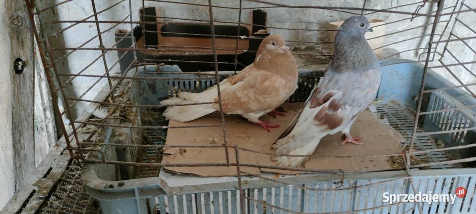 Sprzedam orliki lubelskie Tokarówka