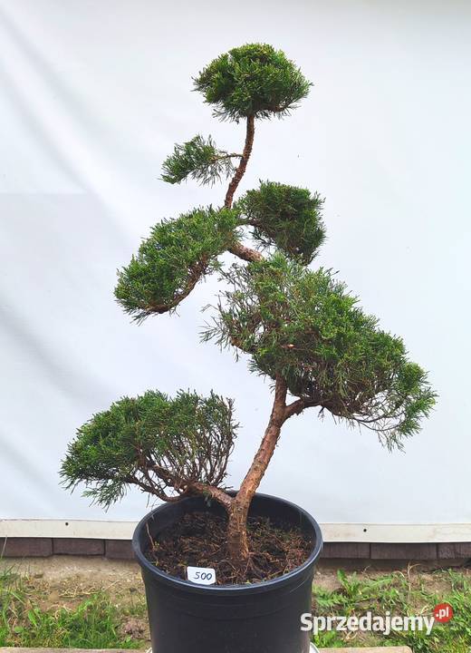 Bonsai Niwaki jałowiec sabiński TAMARISCIFOLIA Medynia Łańcucka