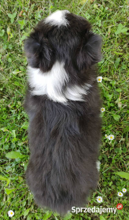 Piękny Rasowy Pies Border Collie Szczeniak z