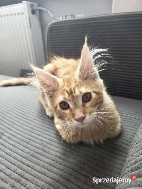 George Maine Coon Starogard Gdański