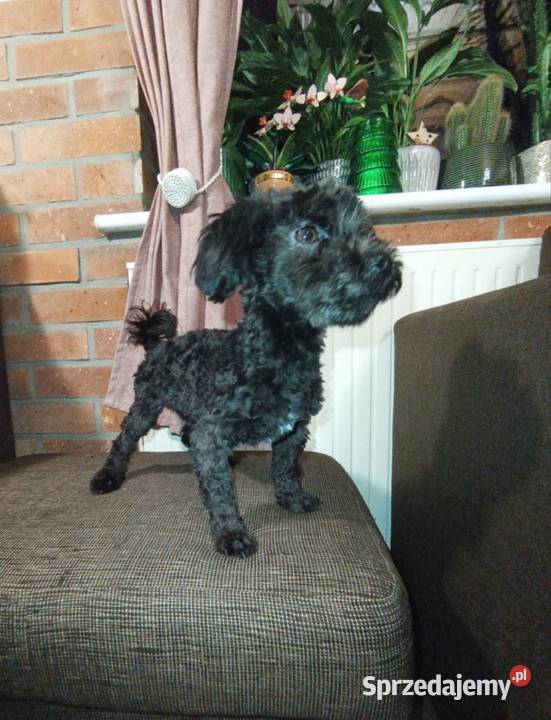 Irokez piesek rasy Rosyjska Bolonka Kolorowa Radliniec