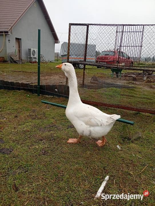 Chołmogon para młoda lubuskie Lubiszyn