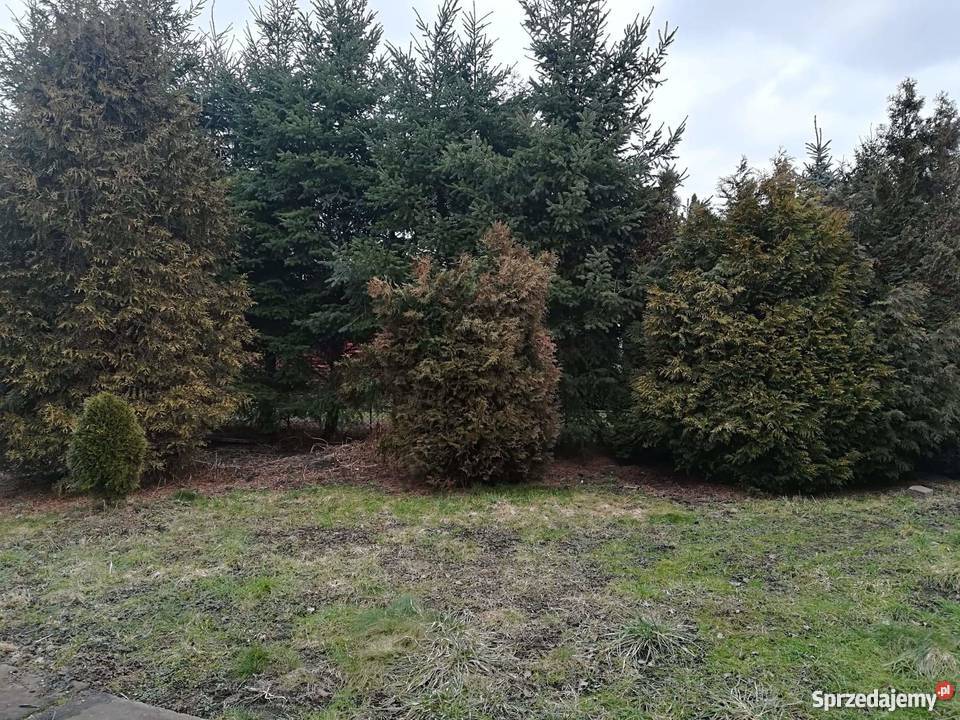 Działka ROD Miłoleśna Grudziądz Grunty i działki