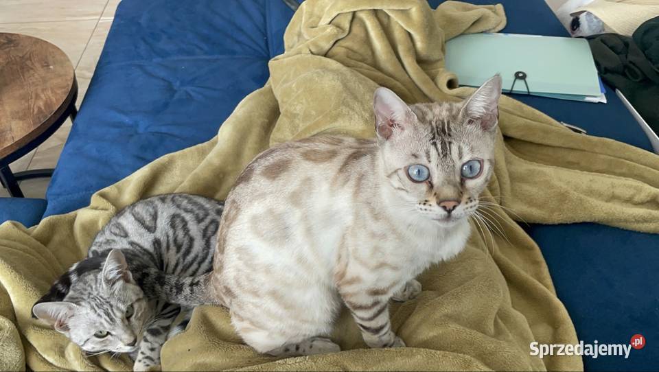 Vanillia snow marble mink bengal girl Lubliniec