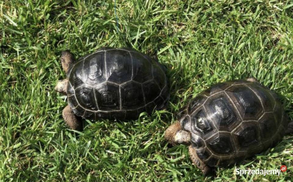 Aldabrachelys gigantea żółw olbrzymi transport mazowieckie Warszawa