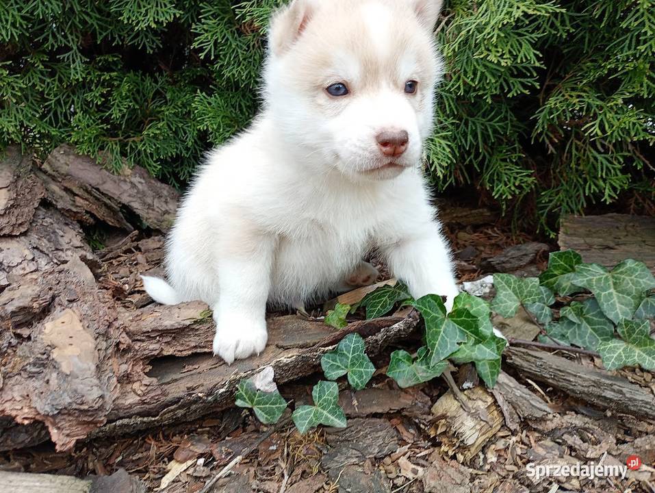 Siberian husky boy Husky Racibórz