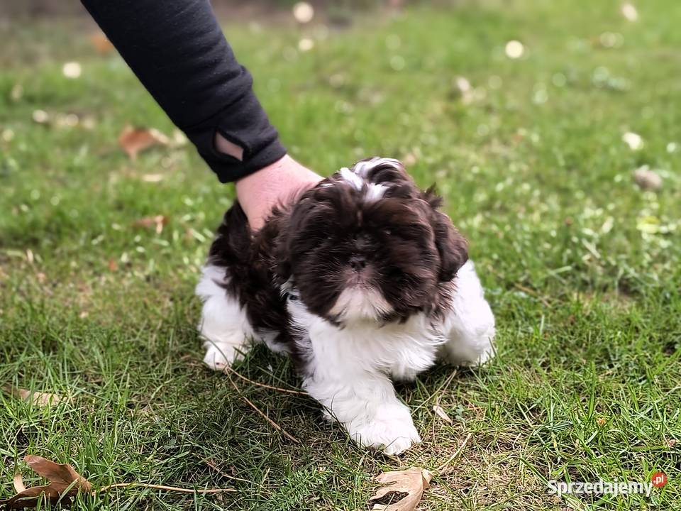 Shih Tzu Wijewo