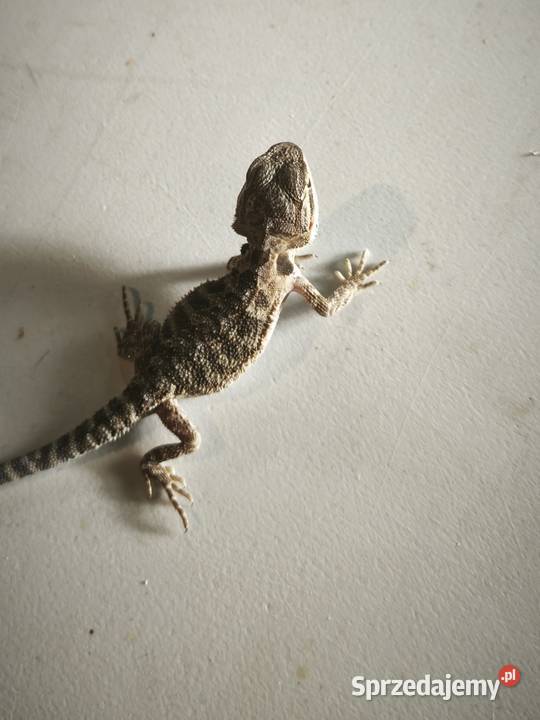 Agama brodata młoda Wałbrzych