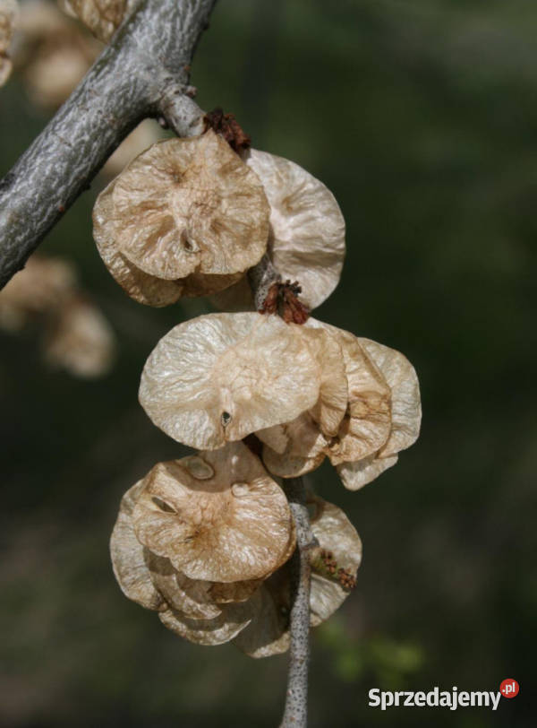 WIĄZ SYBERYJSKI Ulmus pumila NASIONA 1500 sztuk Lubanie