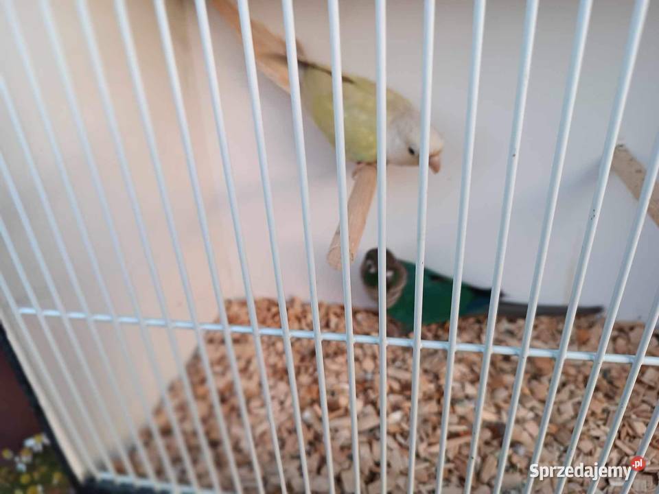 Rudosterki Para Gotowa do lęgów Truskolasy sprzedam