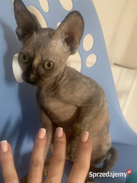 Sfinks Kanadyjski Koteczka do odbioru Rodowód Leszno