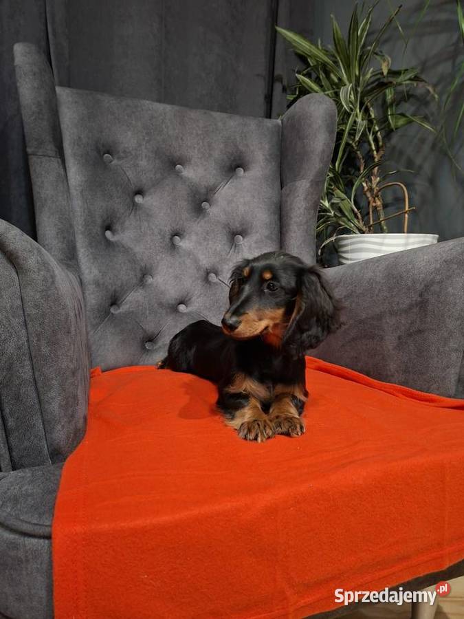 Jamnik długowłosy suczka Żyrardów sprzedam