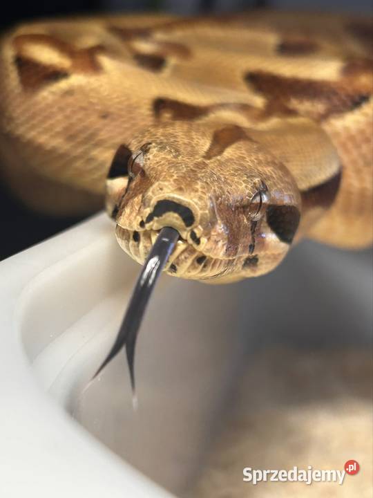 Boa constrictor super salmon Jaworzno